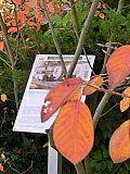 Gasthaus "Zum Gr&uuml;nen Baum"|Die Informationstafel beim ehemaligen Gasthaus befindet sich etwa an der Stelle jenes Baumes, dem das Haus seinen Namen verdankte. Foto: &copy; Georgia Spausta - Gemeinsamer Spaziergang am 14.10.2018 mit Pr&auml;sentation ausgew&auml;hlter Stationen des Umganges