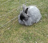 Dort legen sie Eier, als ob's gar nichts wäre, / aus Nougat, Krokant und Marzipan. / Der Tapferste legt eine Bonbonniere, / er blickt dabei entschlossen ins Leere / - Bonbonnieren sind leichter gesagt als getan! (Erich Kästner) | © Josef Benedikt - Ostereiersuche 2.4.2018